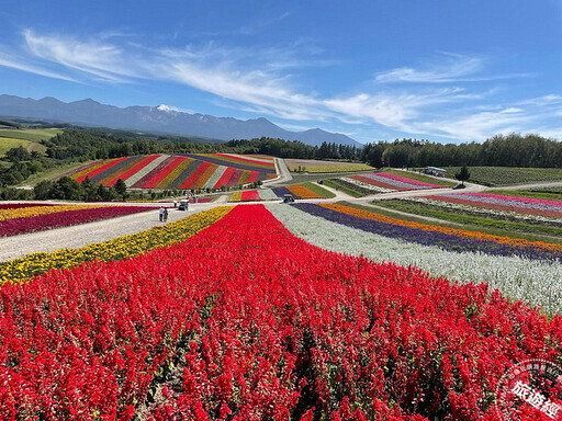 日本楓紅由北海道開始「展開」 邀您來探索富良野秋季旅遊魅力 - 旅遊經