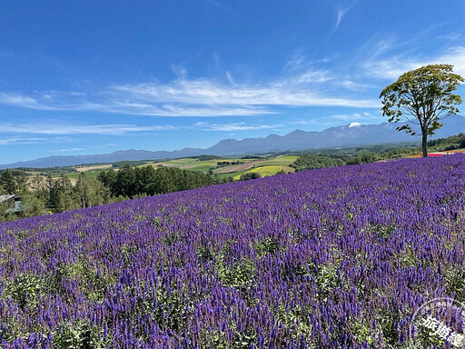 日本楓紅由北海道開始「展開」 邀您來探索富良野秋季旅遊魅力 - 旅遊經