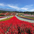 日本楓紅由北海道開始「展開」 邀您來探索富良野秋季旅遊魅力 - 旅遊經