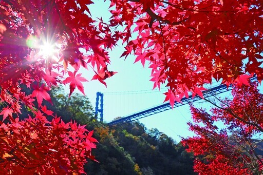 龍神峽紅葉祭 峽谷、 紅葉與橋樑交織的絕景 - 太陽網