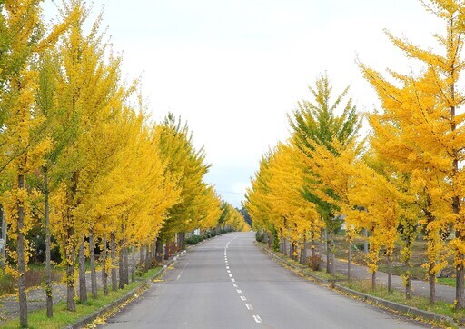 北海道深川市”秋詩篇篇” - 太陽網