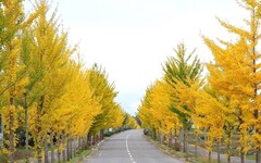 北海道深川市”秋詩篇篇” - 太陽網