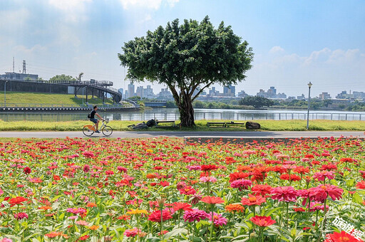 秋冬河濱花海開始「綻」美 河雙21號河濱公園花海打先鋒 - 旅遊經