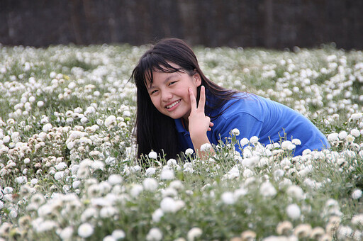 苗栗銅鑼杭菊花海11月中旬現蹤 看花海或來場採杭菊、收地瓜農村體驗 - 旅遊經