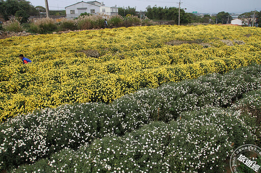 苗栗銅鑼杭菊花海11月中旬現蹤 看花海或來場採杭菊、收地瓜農村體驗 - 旅遊經