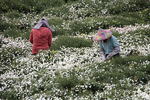 苗栗銅鑼杭菊花海11月中旬現蹤 看花海或來場採杭菊、收地瓜農村體驗 - 旅遊經