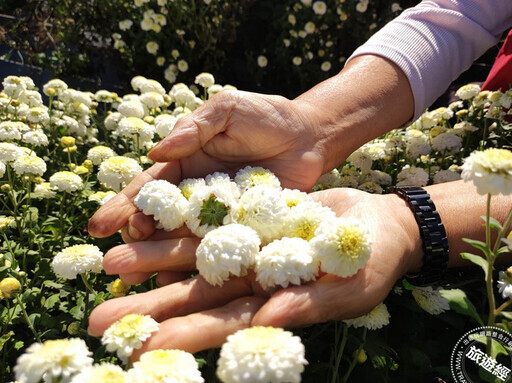 苗栗銅鑼杭菊花海11月中旬現蹤 看花海或來場採杭菊、收地瓜農村體驗 - 旅遊經