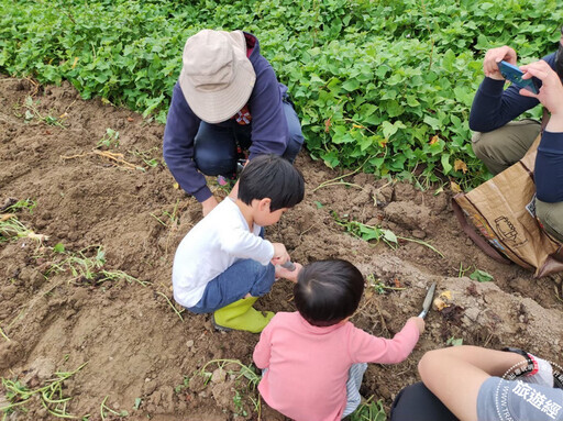 苗栗銅鑼杭菊花海11月中旬現蹤 看花海或來場採杭菊、收地瓜農村體驗 - 旅遊經