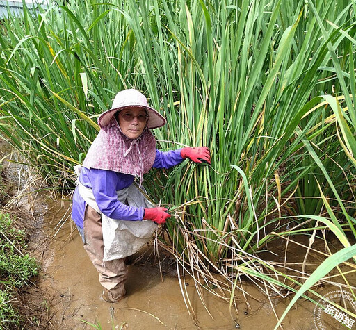 三芝茭白筍產季 邀您免費體驗採筍、筊白筍簡易烹調報你知！ - 旅遊經