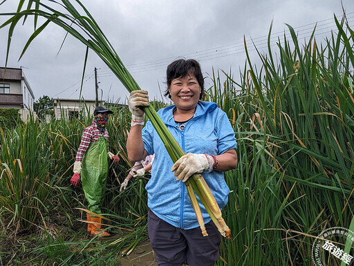 三芝茭白筍產季 邀您免費體驗採筍、筊白筍簡易烹調報你知！ - 旅遊經