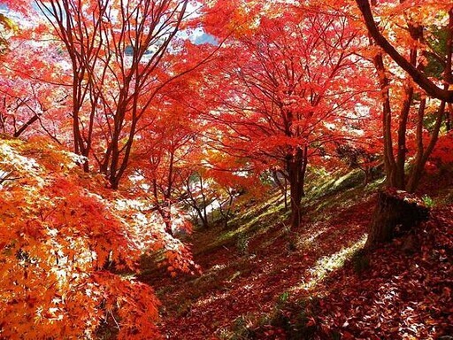 茨城縣大子町的紅葉寺 永源寺 - 太陽網