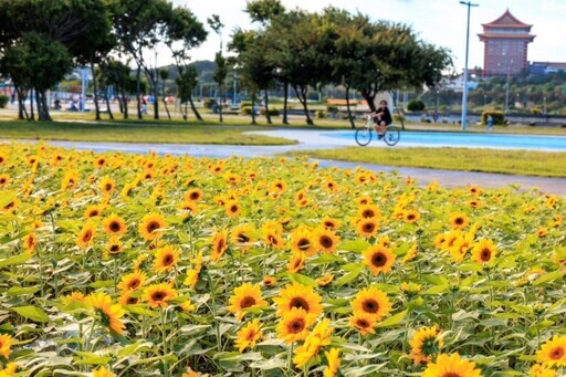 大佳河濱公園向日葵花海盛開 - 太陽網