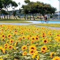 大佳河濱公園向日葵花海盛開 - 太陽網