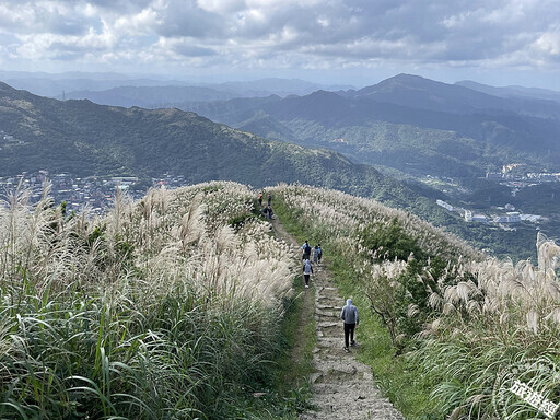 秋芒展詩意 推薦九份山城賞芒花三大景點！ - 旅遊經