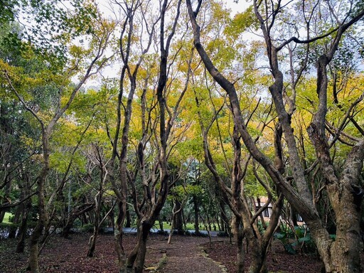 深秋到陽明山 花卉試驗中心賞銀杏、楓葉 - 太陽網