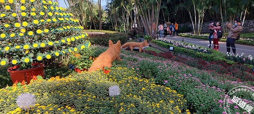 2024士林官邸菊展 15萬盆菊花爭豔，同時賞花還能逛動物園？ - 旅遊經