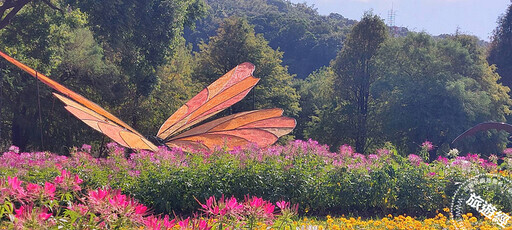 2024士林官邸菊展 15萬盆菊花爭豔，同時賞花還能逛動物園？ - 旅遊經