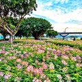 延平河濱公園「英式庭園」風格花海繽紛浪漫 - 太陽網