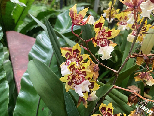 年節花卉─蝴蝶蘭 臺北典藏植物園目前花開正美，照顧方法報你知── - 旅遊經