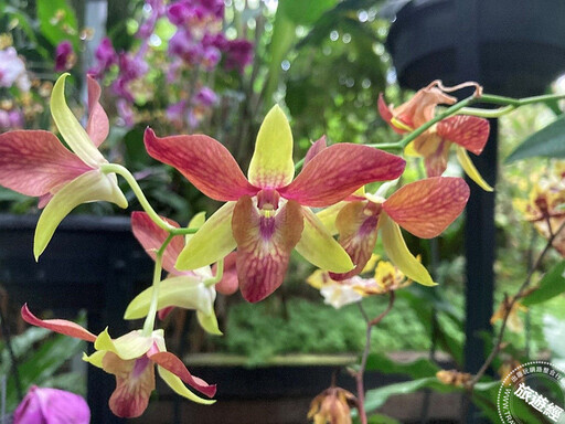 年節花卉─蝴蝶蘭 臺北典藏植物園目前花開正美，照顧方法報你知── - 旅遊經