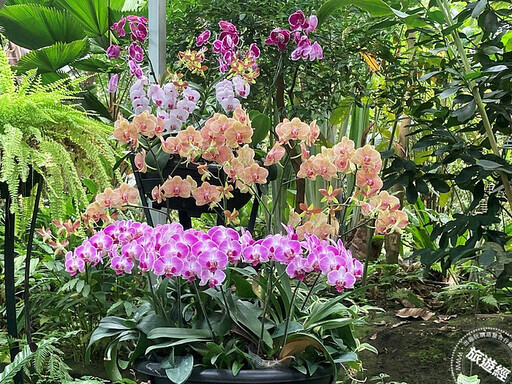 年節花卉─蝴蝶蘭 臺北典藏植物園目前花開正美，照顧方法報你知── - 旅遊經