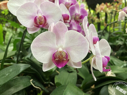 年節花卉─蝴蝶蘭 臺北典藏植物園目前花開正美，照顧方法報你知── - 旅遊經