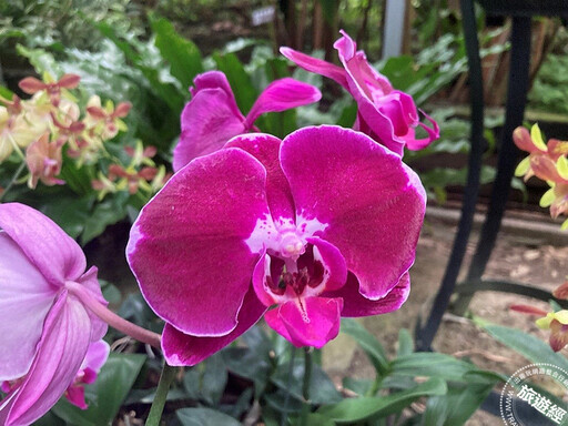 年節花卉─蝴蝶蘭 臺北典藏植物園目前花開正美，照顧方法報你知── - 旅遊經