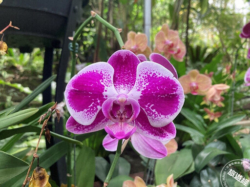 年節花卉─蝴蝶蘭 臺北典藏植物園目前花開正美，照顧方法報你知── - 旅遊經