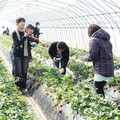 「草莓王國」栃木縣 採草莓樂趣多 - 太陽網