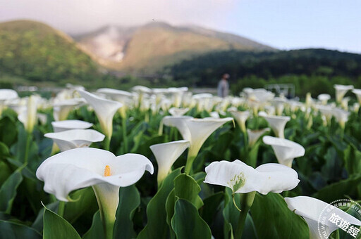 2025年臺北賞花日誌出爐 並首次公開8條台北捷運賞花地圖 - 旅遊經