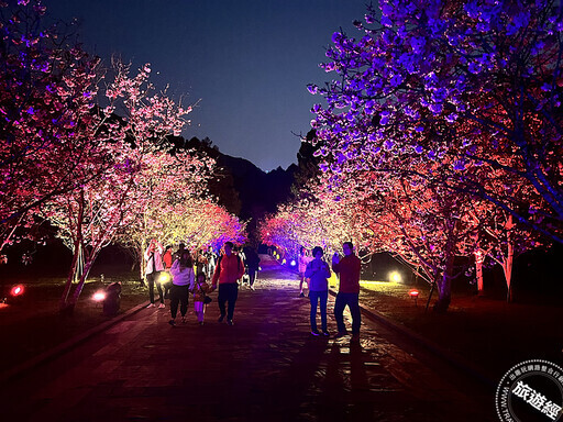 2025九族櫻花祭早鳥票開賣，一人現省200元！ - 旅遊經