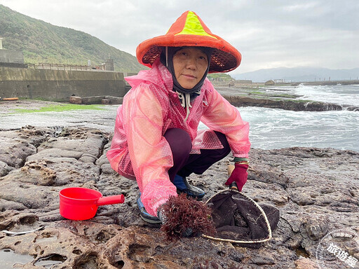 海女不是日韓才有 台灣新北市貢寮「卯澳」海女也展現女力 - 旅遊經