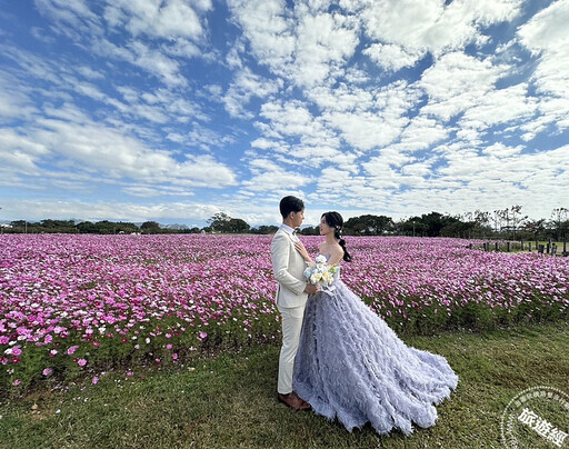 台中后里環保公園 1.2公頃的大波斯菊花海花開正美 - 旅遊經