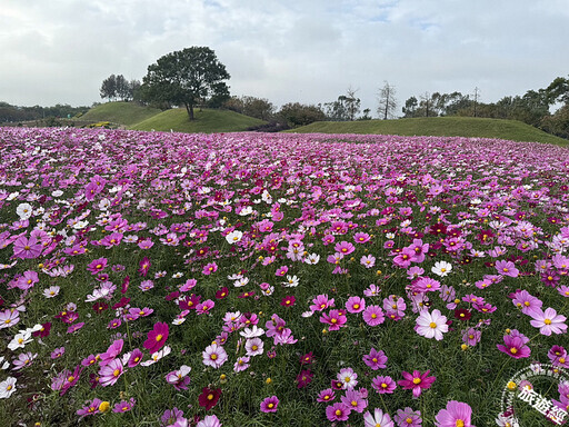 台中后里環保公園 1.2公頃的大波斯菊花海花開正美 - 旅遊經