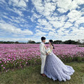 台中后里環保公園 1.2公頃的大波斯菊花海花開正美 - 旅遊經