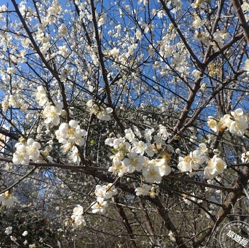 台北茶花展1/10登場 茶花、鬱金香、風信子、梅花齊爭豔 - 旅遊經