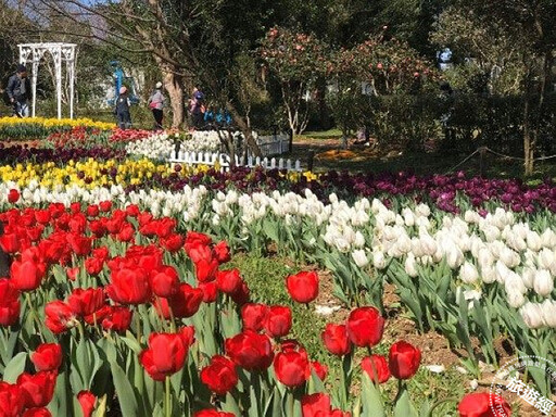 台北茶花展1/10登場 茶花、鬱金香、風信子、梅花齊爭豔 - 旅遊經