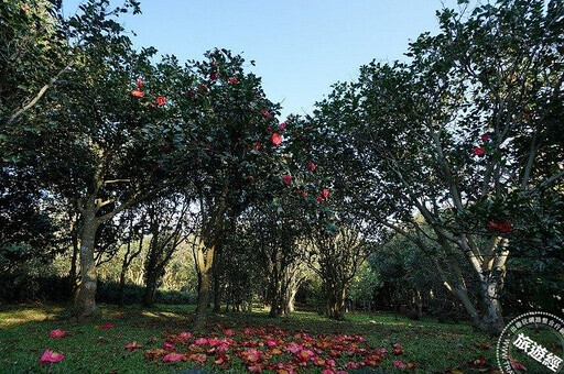 台北茶花展1/10登場 茶花、鬱金香、風信子、梅花齊爭豔 - 旅遊經