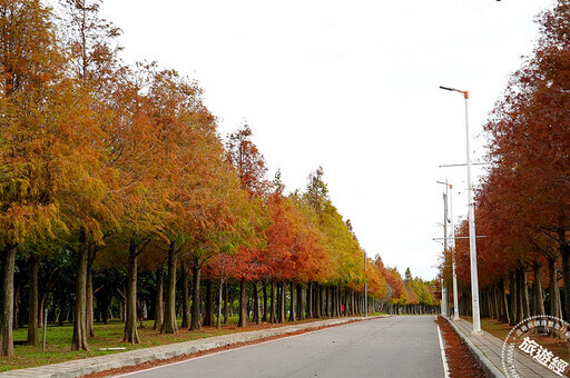 麗寶樂園綿延一公里700多棵「落羽松大道」現橘紅美景，超美！ - 旅遊經