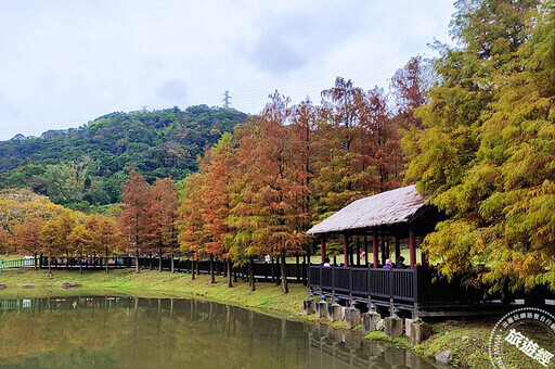 冬日「寂」美 搜羅台北12處賞落羽松公園景點── - 旅遊經