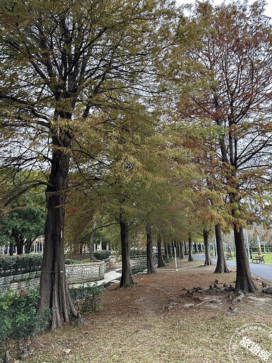 冬日「寂」美 搜羅台北12處賞落羽松公園景點── - 旅遊經