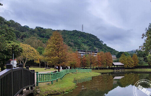 冬日「寂」美 搜羅台北12處賞落羽松公園景點── - 旅遊經