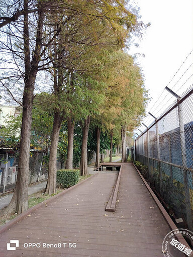 冬日「寂」美 搜羅台北12處賞落羽松公園景點── - 旅遊經