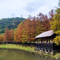 冬日「寂」美 搜羅台北12處賞落羽松公園景點── - 旅遊經