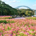 農曆春假河濱公園花海賞花走春!! - 太陽網