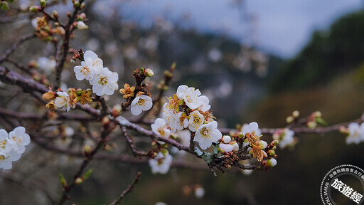 太魯閣晶英1/16重啟 花開正美，再現「梅」麗新視界！ - 旅遊經