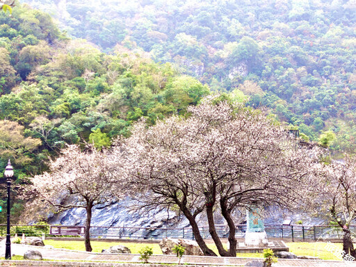 太魯閣晶英1/16重啟 花開正美，再現「梅」麗新視界！ - 旅遊經