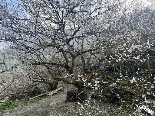 梅嶺梅花大爆發 近年來最佳，請把握花開「梅」景！ - 旅遊經