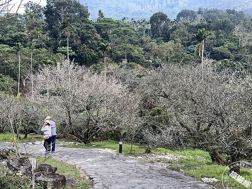 梅嶺梅花大爆發 近年來最佳，請把握花開「梅」景！ - 旅遊經