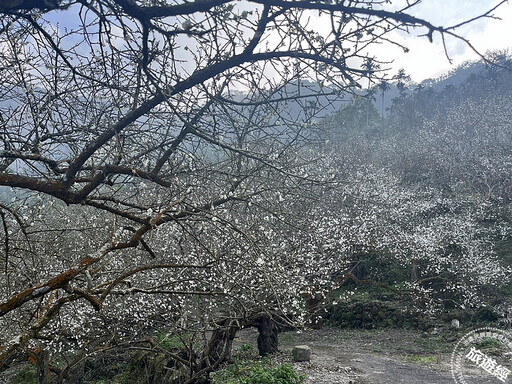 梅嶺梅花大爆發 近年來最佳，請把握花開「梅」景！ - 旅遊經